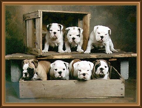 Schjetne's Bulldogs 2, litter...