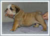Schjetne's Danish'Gleam of Glory-7 weeks2.jpg (28683 byte)