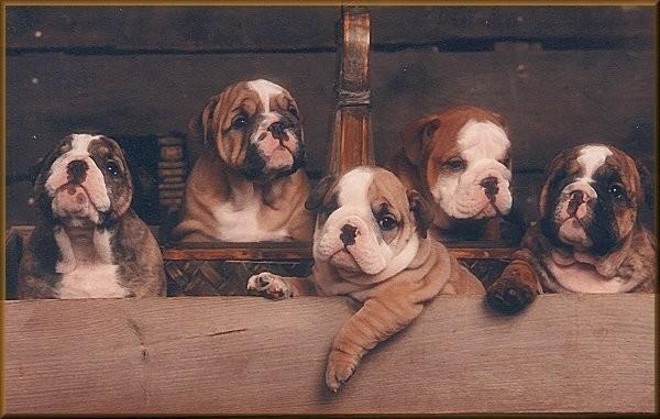 Schjetne's Bulldogs 1,litter...